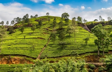 Sri Lanka Turu Türk Havayolları İle 8 Gün