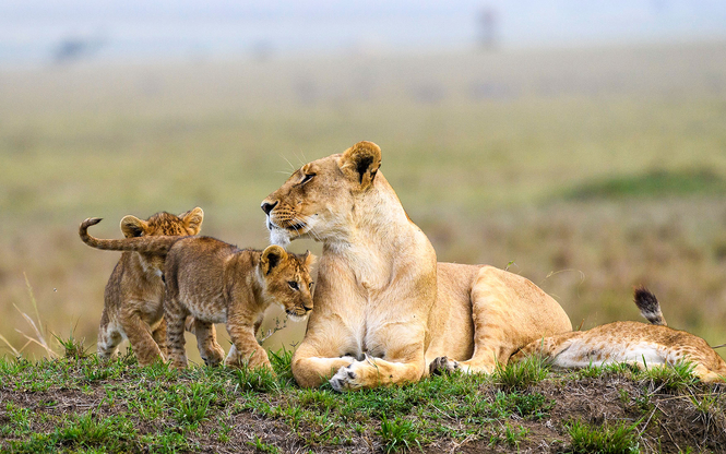 Kenya ve Zanzibar Safari & Okyanus Turu 