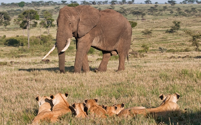 Kenya ve Zanzibar Safari & Okyanus Turu 