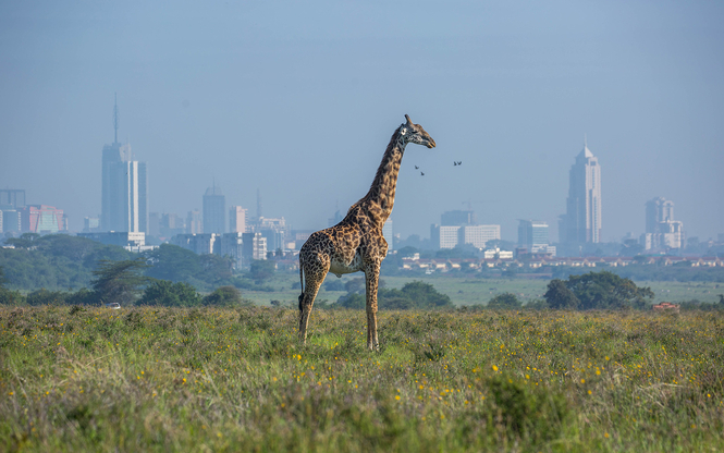 Kenya ve Zanzibar Safari & Okyanus Turu 