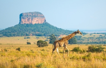 Görkemli Güney Afrika ve Safari 7 Gece - THY ile 08 Kasım Hareket (2026 Sonbahar Dönemi) 